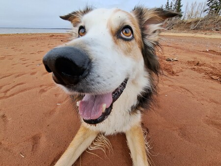 Entry image for Sully. Clicking this image will show a larger photo