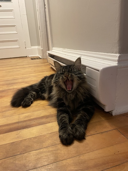 Entry image for Wesley . Clicking this image will show a larger photo