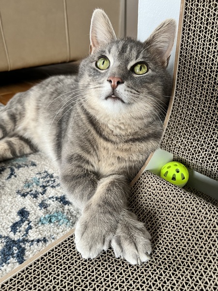 Entry image for Tinfoil. Clicking this image will show a larger photo