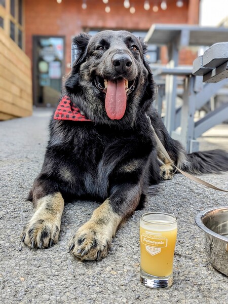 Entry image for Bear. Clicking this image will show a larger photo