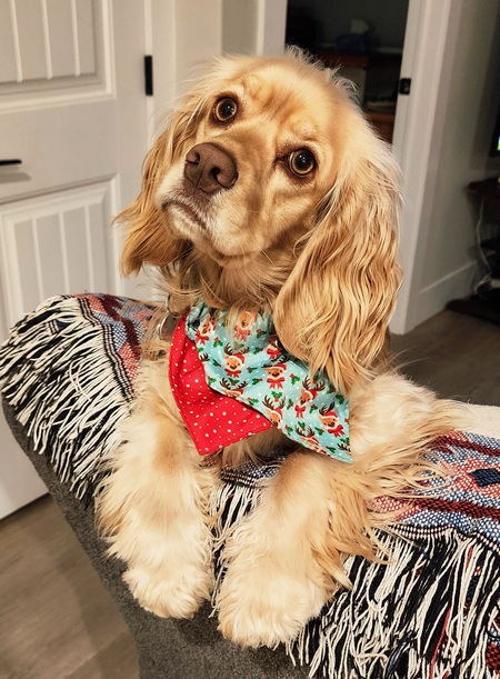 Entry image for Nala. Clicking this image will show a larger photo