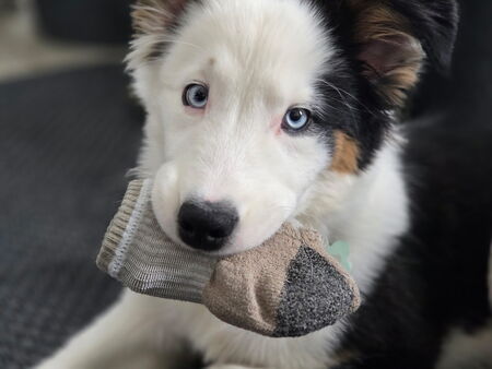 Entry image for Mavis . Clicking this image will show a larger photo