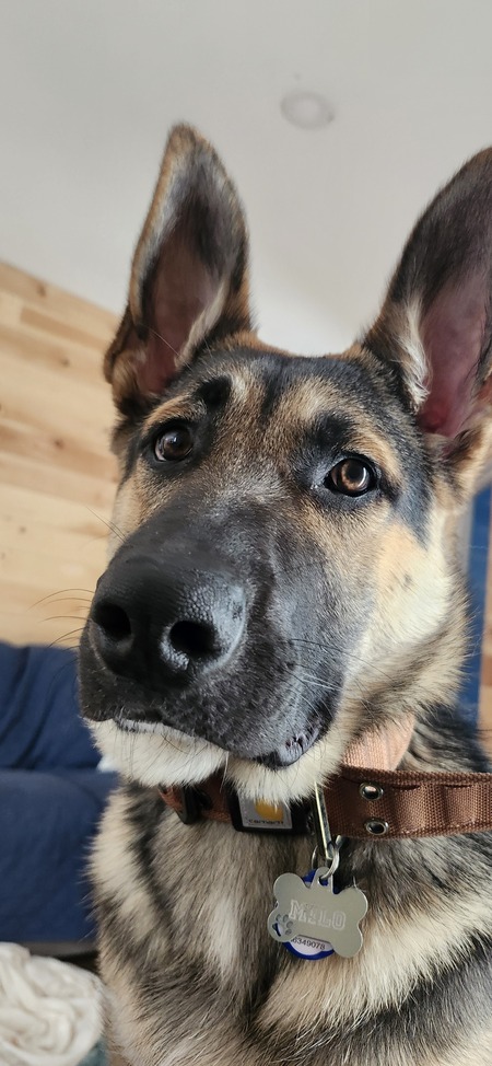 Entry image for Milo. Clicking this image will show a larger photo