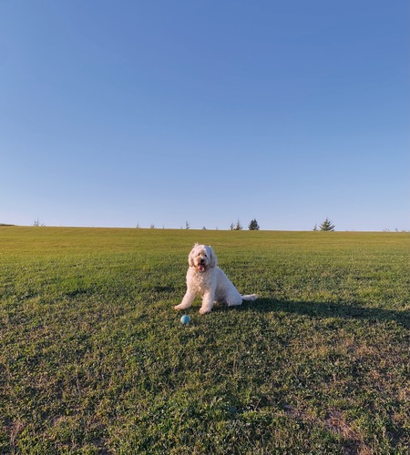 Entry image for Lola. Clicking this image will show a larger photo