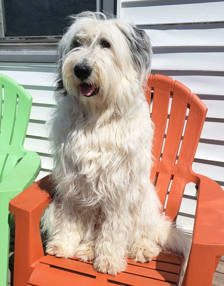 Entry image for Bowie . Clicking this image will show a larger photo