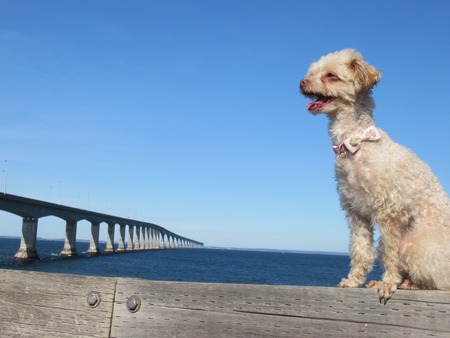 Entry image for Fiona. Clicking this image will show a larger photo