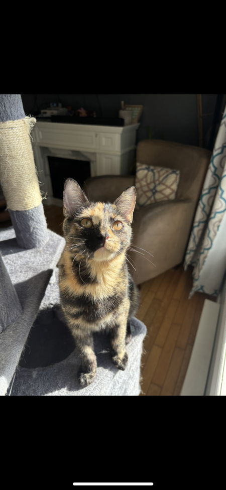 Entry image for Tuktiery. Clicking this image will show a larger photo