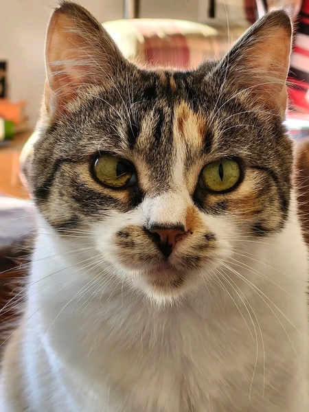 Entry image for Maggie . Clicking this image will show a larger photo