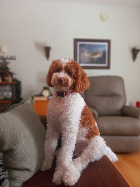 Entry image for Buddy. Clicking this image will show a larger photo