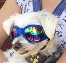 Entry image for Teddy. Clicking this image will show a larger photo