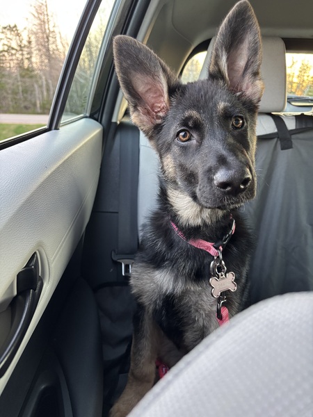 Entry image for Ellie . Clicking this image will show a larger photo