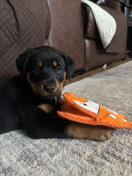 Entry image for Roxy. Clicking this image will show a larger photo