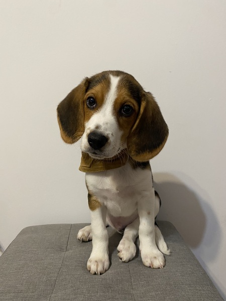 Entry image for Bean. Clicking this image will show a larger photo