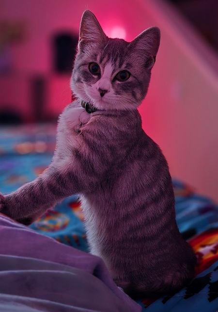 Entry image for Boy. Clicking this image will show a larger photo