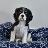 Entry image for Tucker