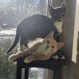 Entry image for Belle & Beau