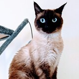 Entry image for Béibhinn