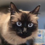 Entry image for Toulouse