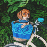 Entry image for Penny