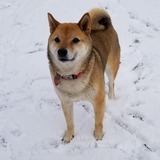 Entry image for Nick