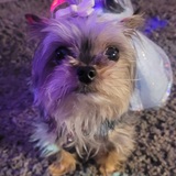 Entry image for PENNY