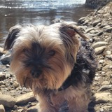 Entry image for MILO