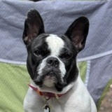 Entry image for Charlee