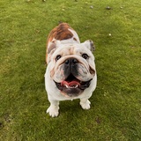 Entry image for Wilson