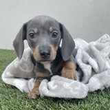 Entry image for Spud