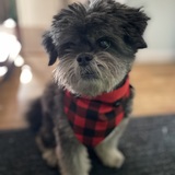 Entry image for Oliver