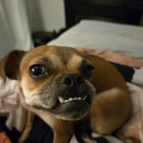 Entry image for Pika