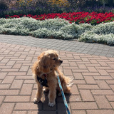 Entry image for Joe Cocker