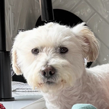 Entry image for Lambo