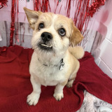 Entry image for Odie