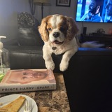 Entry image for Crosbiebean