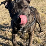 Entry image for Bosco