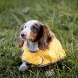 Entry image for Snoopy