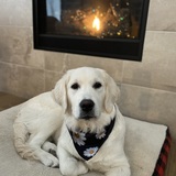 Entry image for Maisie