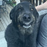 Entry image for Piper