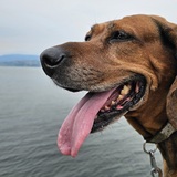 Entry image for Copper