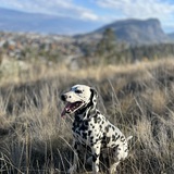 Entry image for Pongo