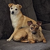 Entry image for Sammy and Hugo