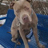 Entry image for Moose