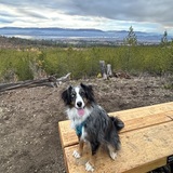 Entry image for Noelle