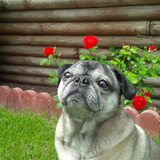 Entry image for Rosebud 