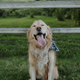 Entry image for Willis