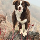 Entry image for Gemmy