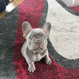 Entry image for Gus Gus