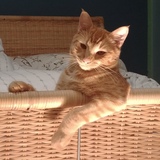 Entry image for Carlo