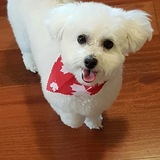 Entry image for Heidi